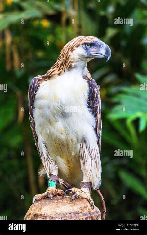 world eagle charitable foundation international|Philippine Eagle Foundation .